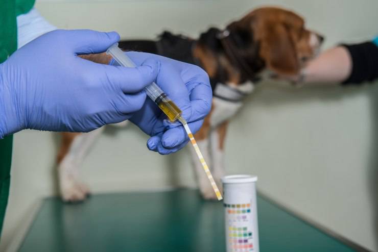 veterinario-ambulatorio-montecarlo-termoli-esame-urine-cani-gatti