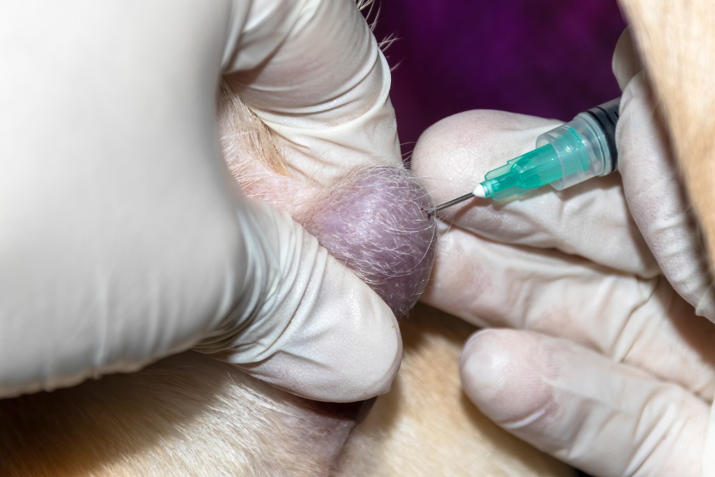 biopsia-tumore-veterinario-ambulatorio-montecarlo-termoli