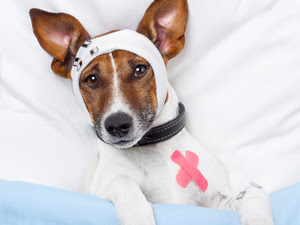 ambulatorio-montecarlo-termoli-veterinario